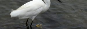 17 White Birds In Iowa (ID, Photo, Call Guide)