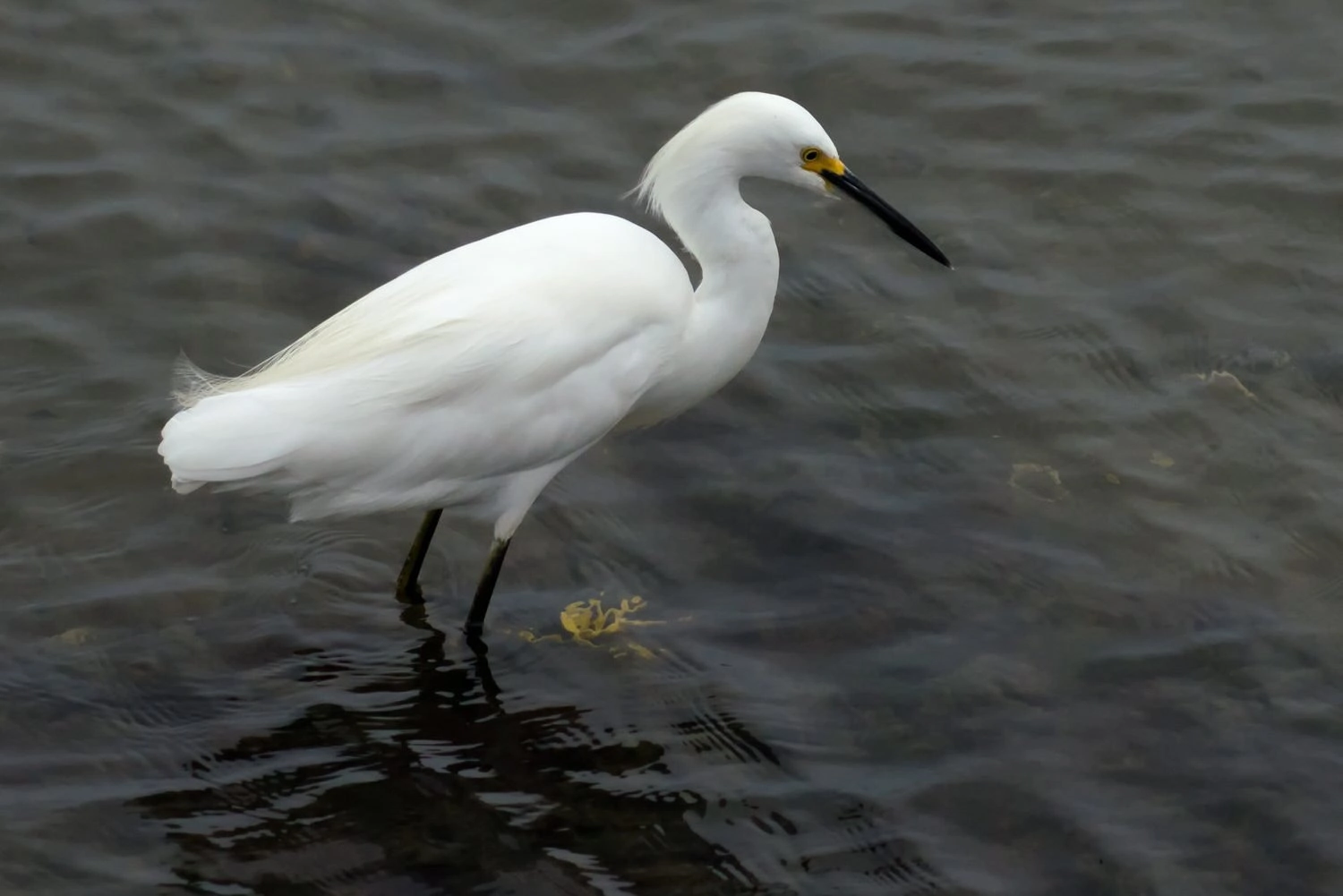 Snowy Egret