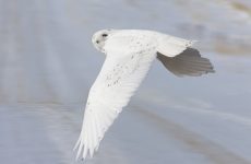 Snowy Owl