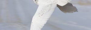 11 White Birds In New Brunswick (ID, Photo, Call Guide)