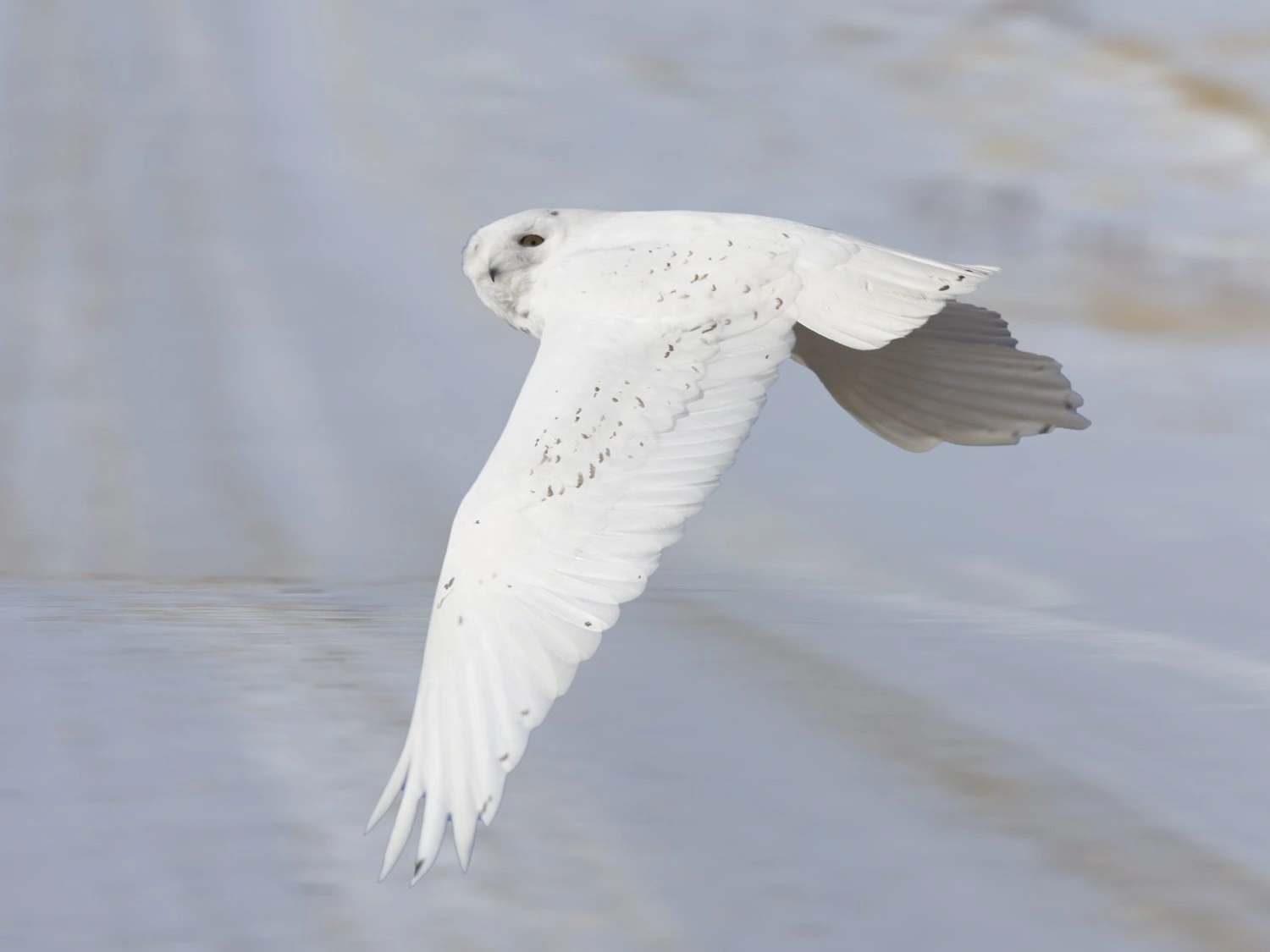 Snowy Owl Flying