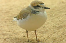 15 White Birds In Missouri (ID, Photo, Call Guide)