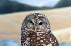 Spotted Owl