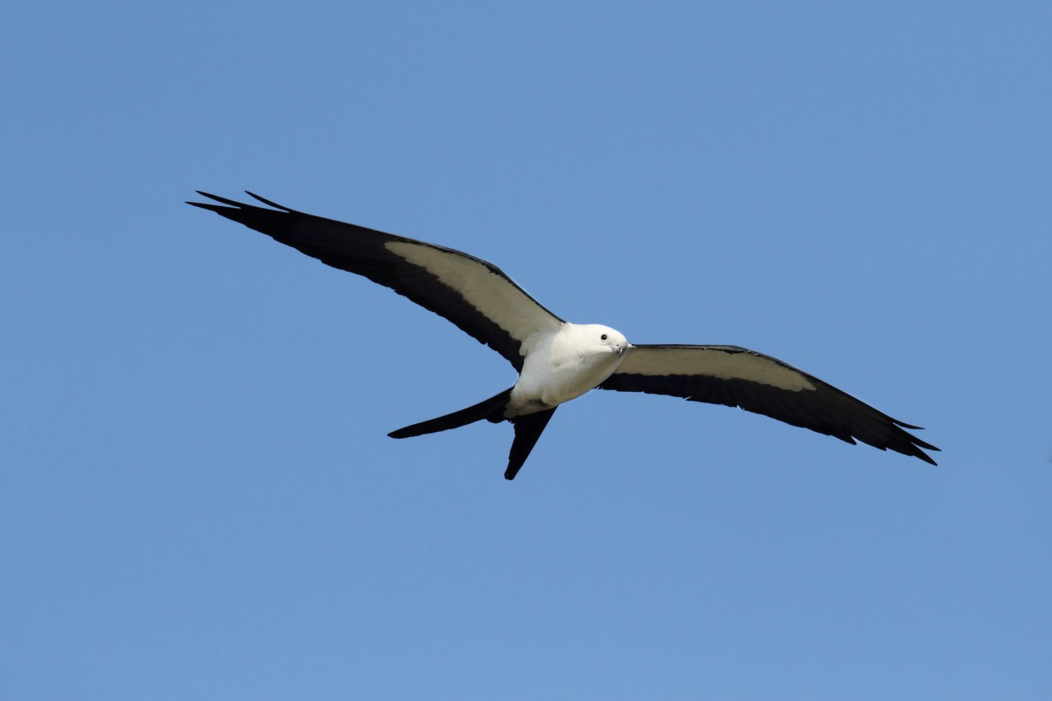 Swallow-tailed Kite