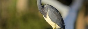 All Herons In Oregon (ID, Photos, Calls)
