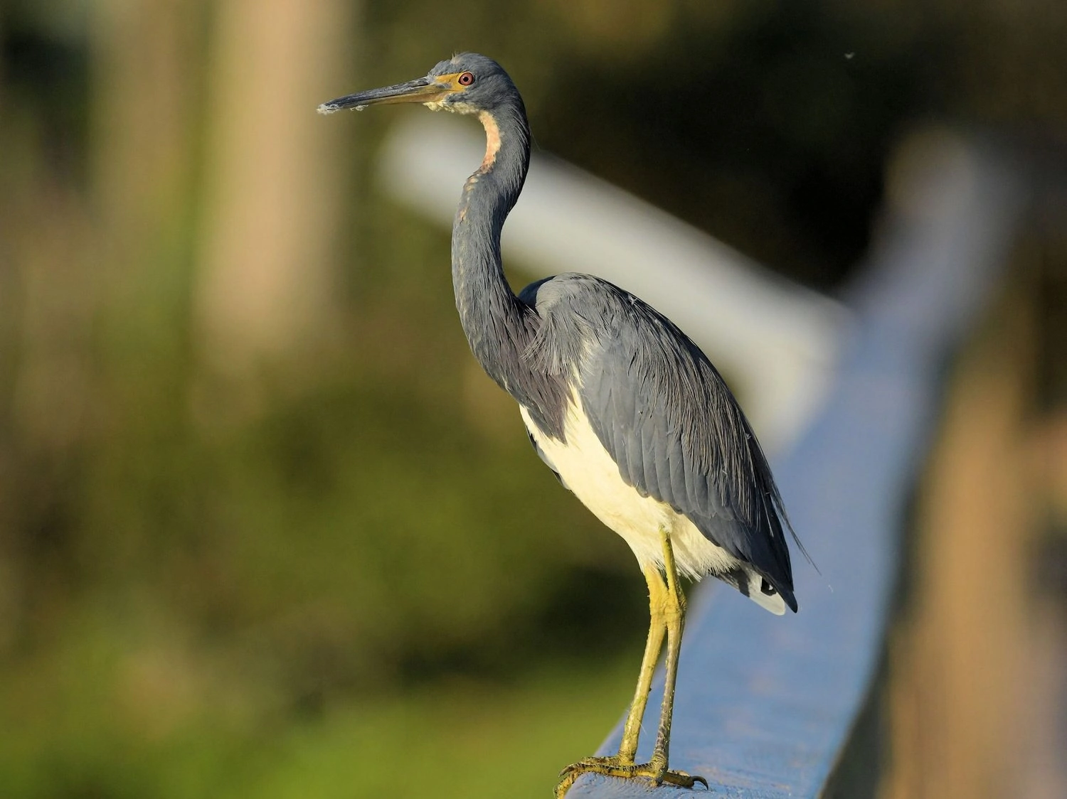 Tri-colored Heron