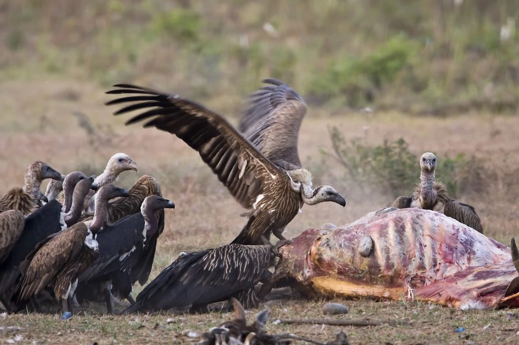 White-rumped Vulture feeding