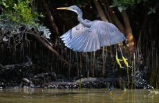 All Herons In Canada (ID, Photos, Calls)