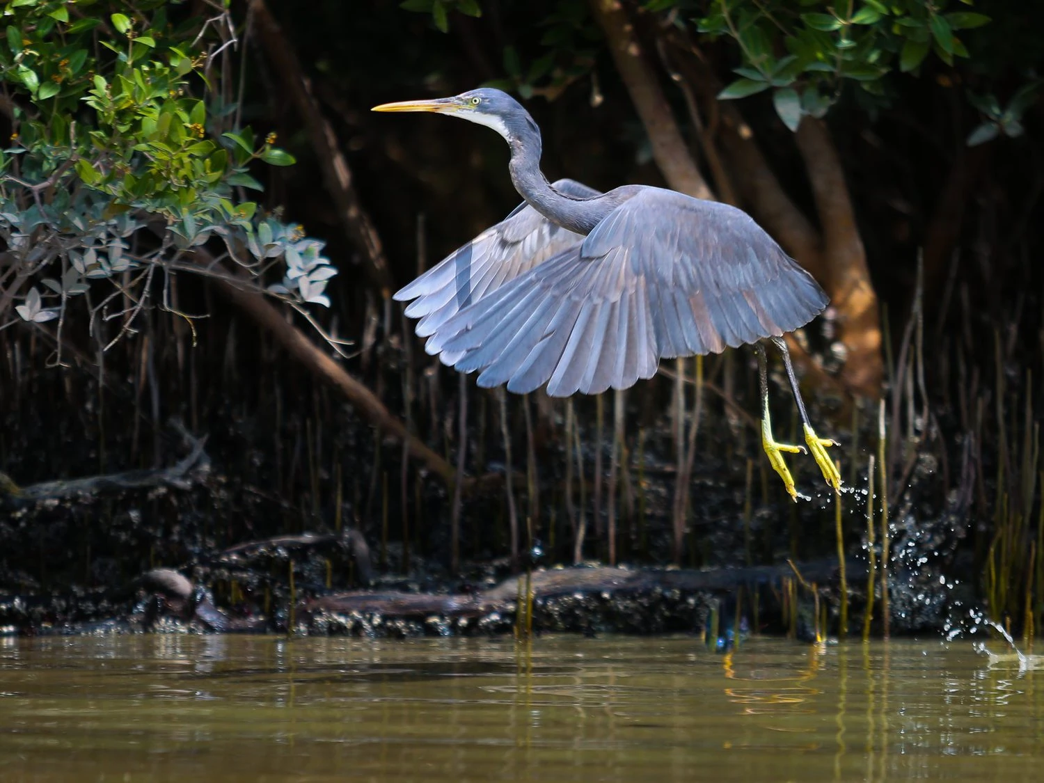 Western reef heron