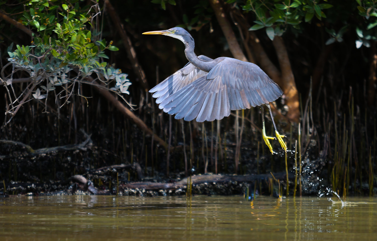 Western reef heron