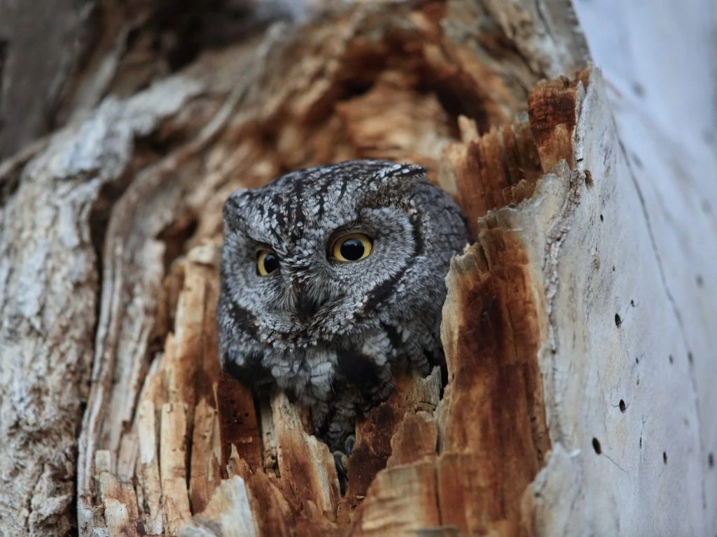 Western Screech-owl, (Megascops kennicottii)