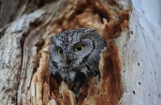 Western Screech-Owl