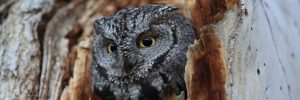 Western Screech-Owl