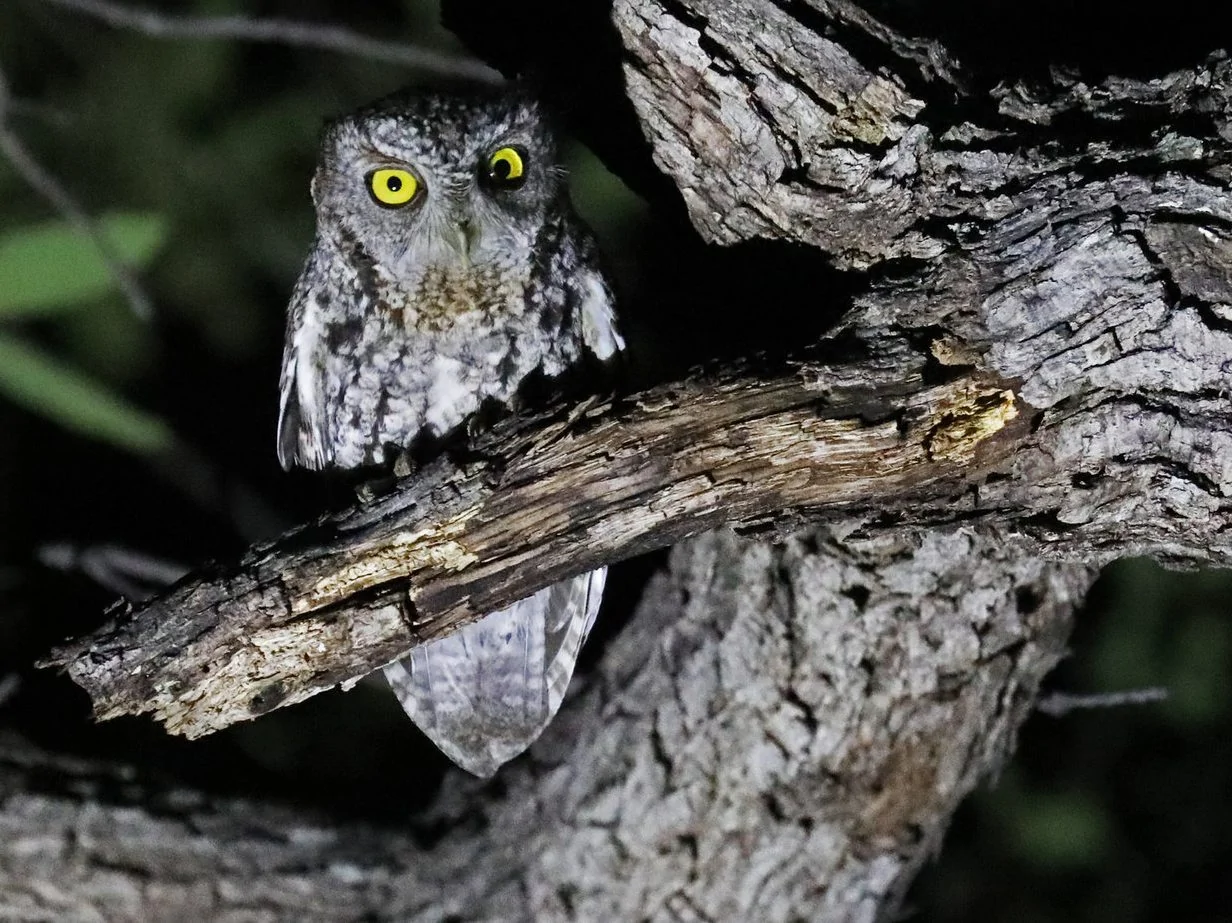 Whiskered screech owl