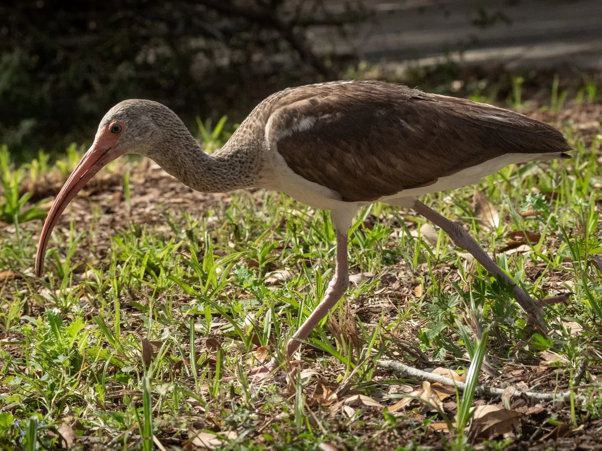 Juvenile white ibis