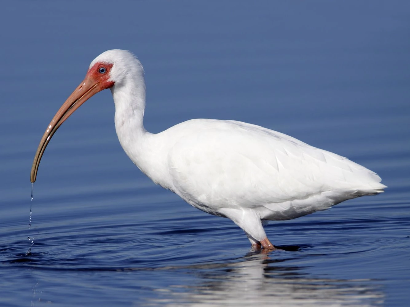 White Ibis Eudocimus albus 