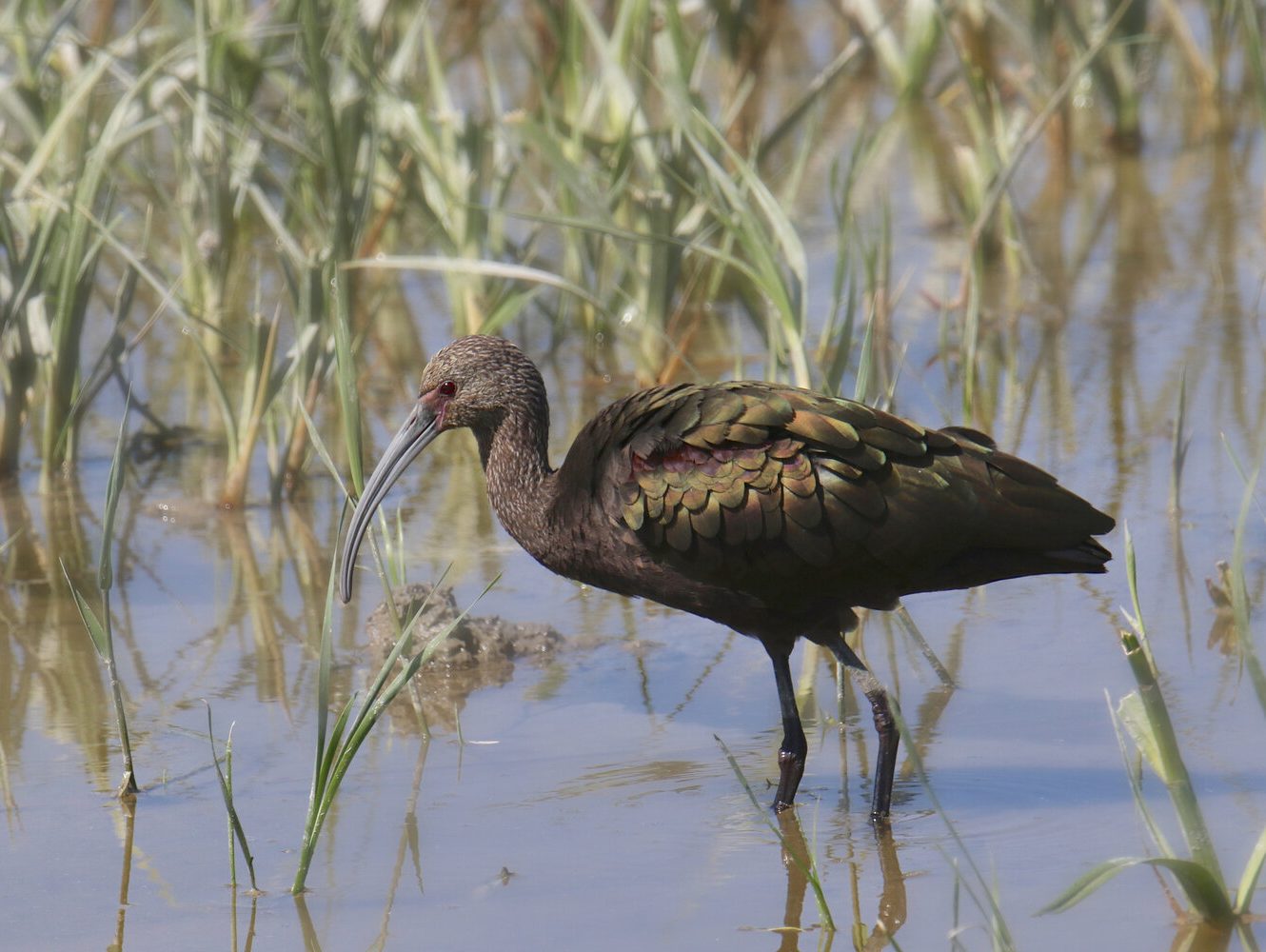 White-faced Ibis