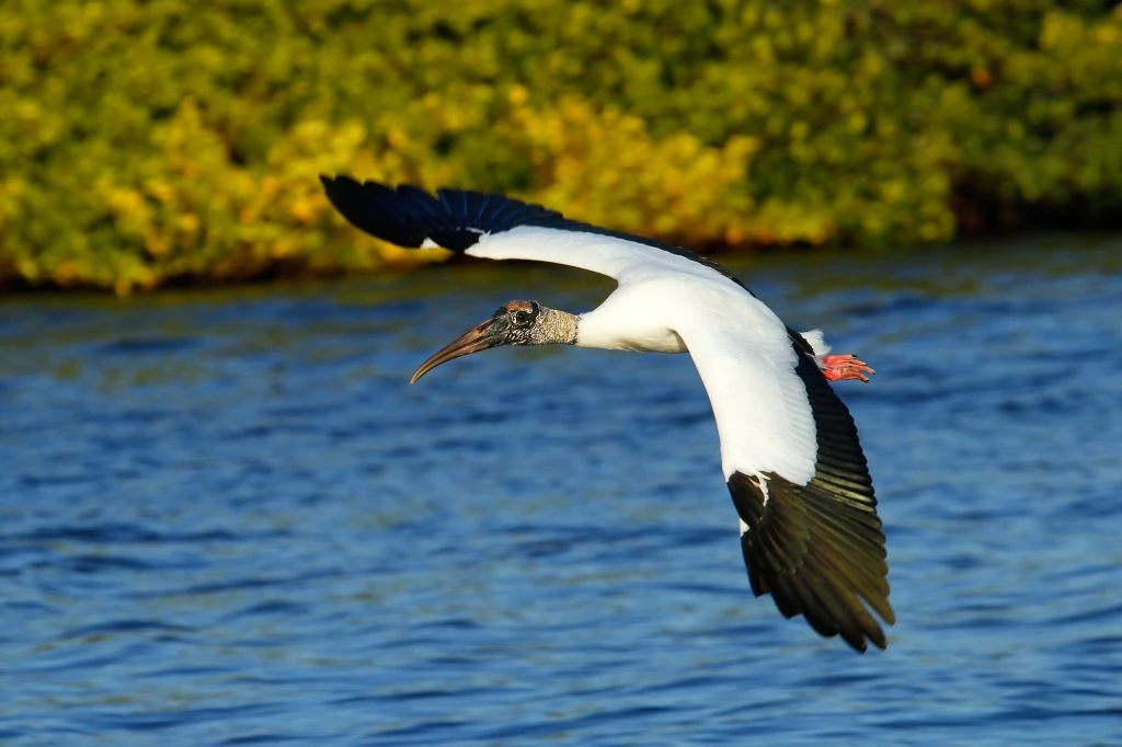 Wood Stork