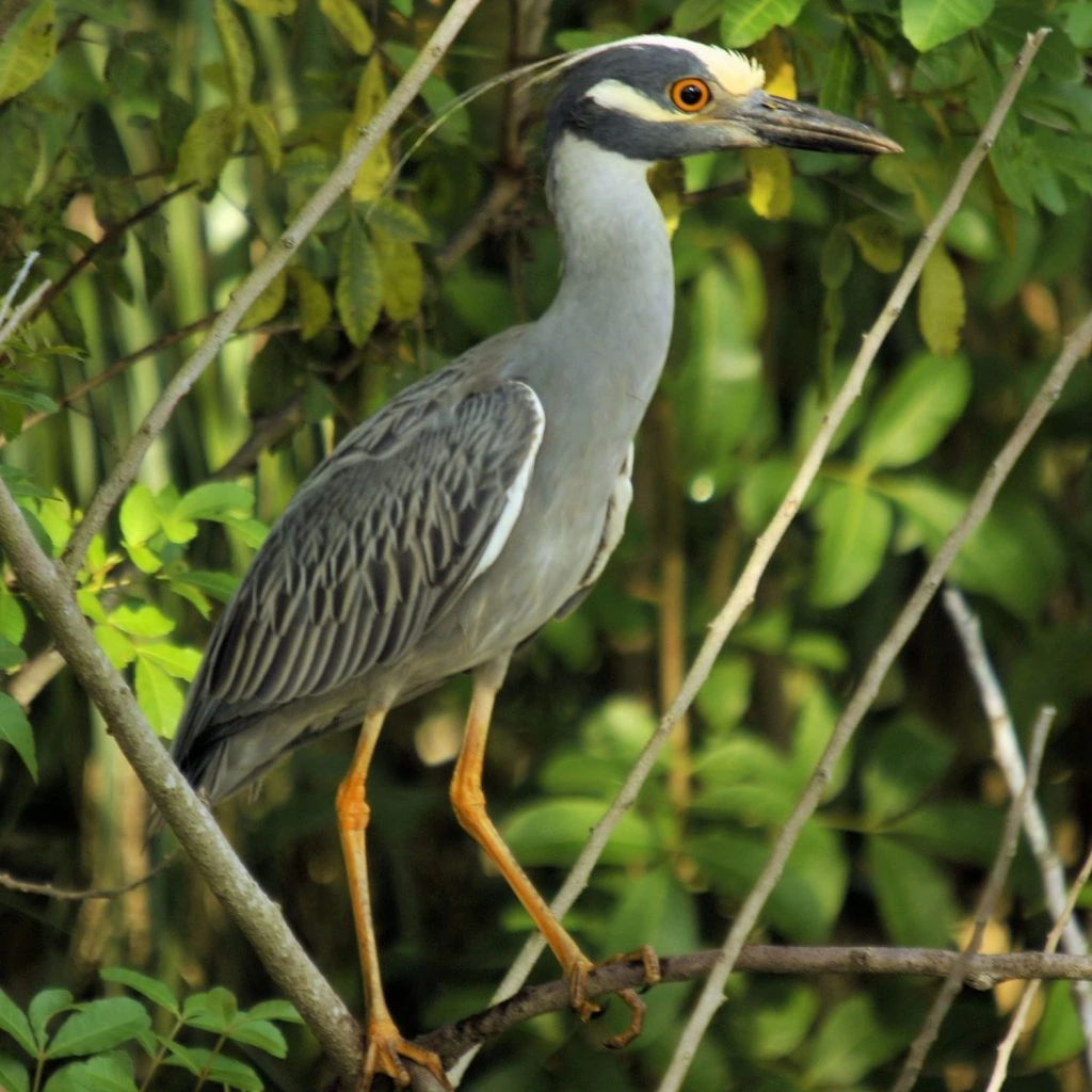 Yellow crowned night heron