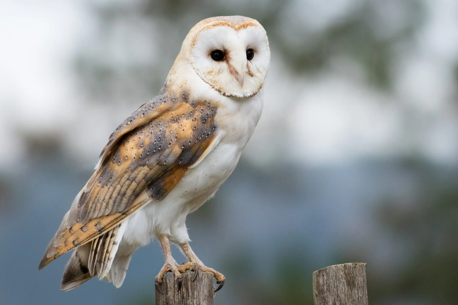 Barn Owl