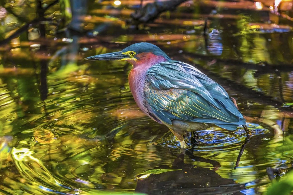 Green Heron