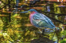 Green Heron