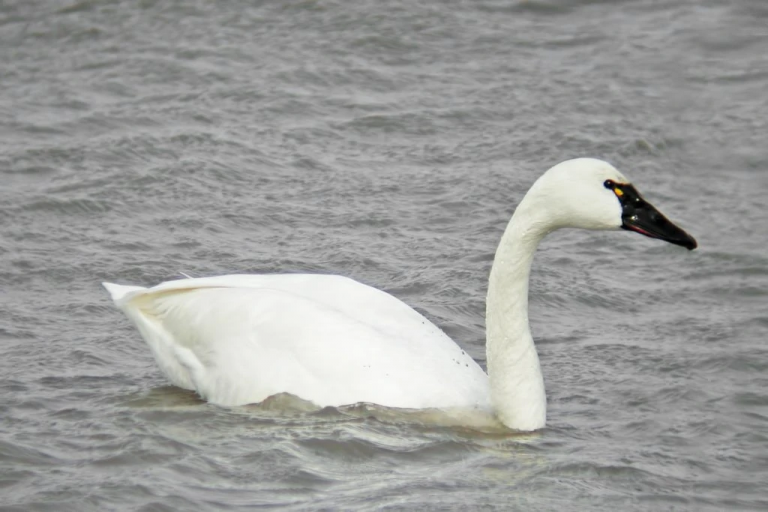 4 Types Of Swans In New Jersey (All You Need To Know)