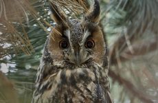 All The Owls In Wyoming And Their Calls