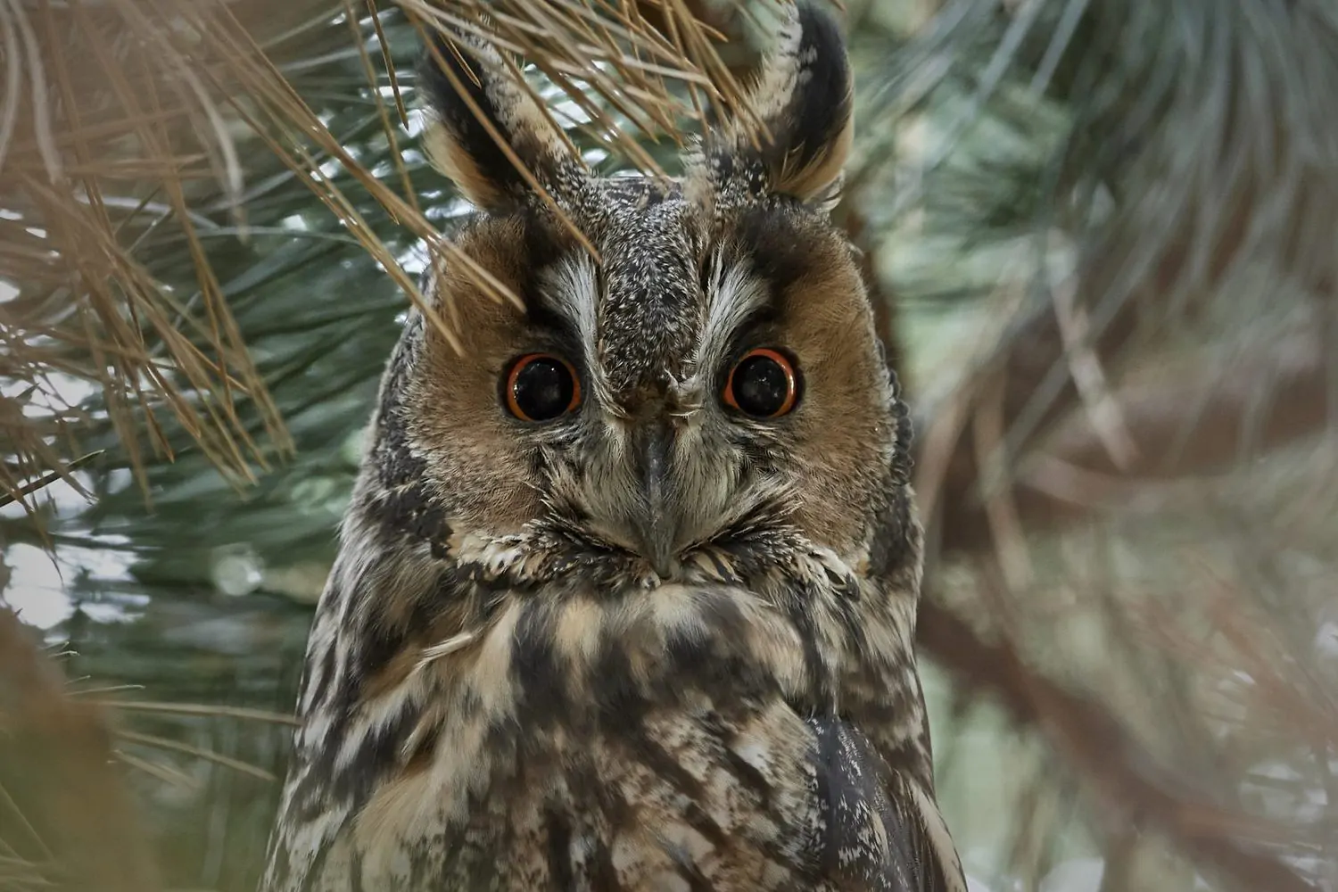 long eared owl