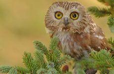 All The Owls In California And Their Calls