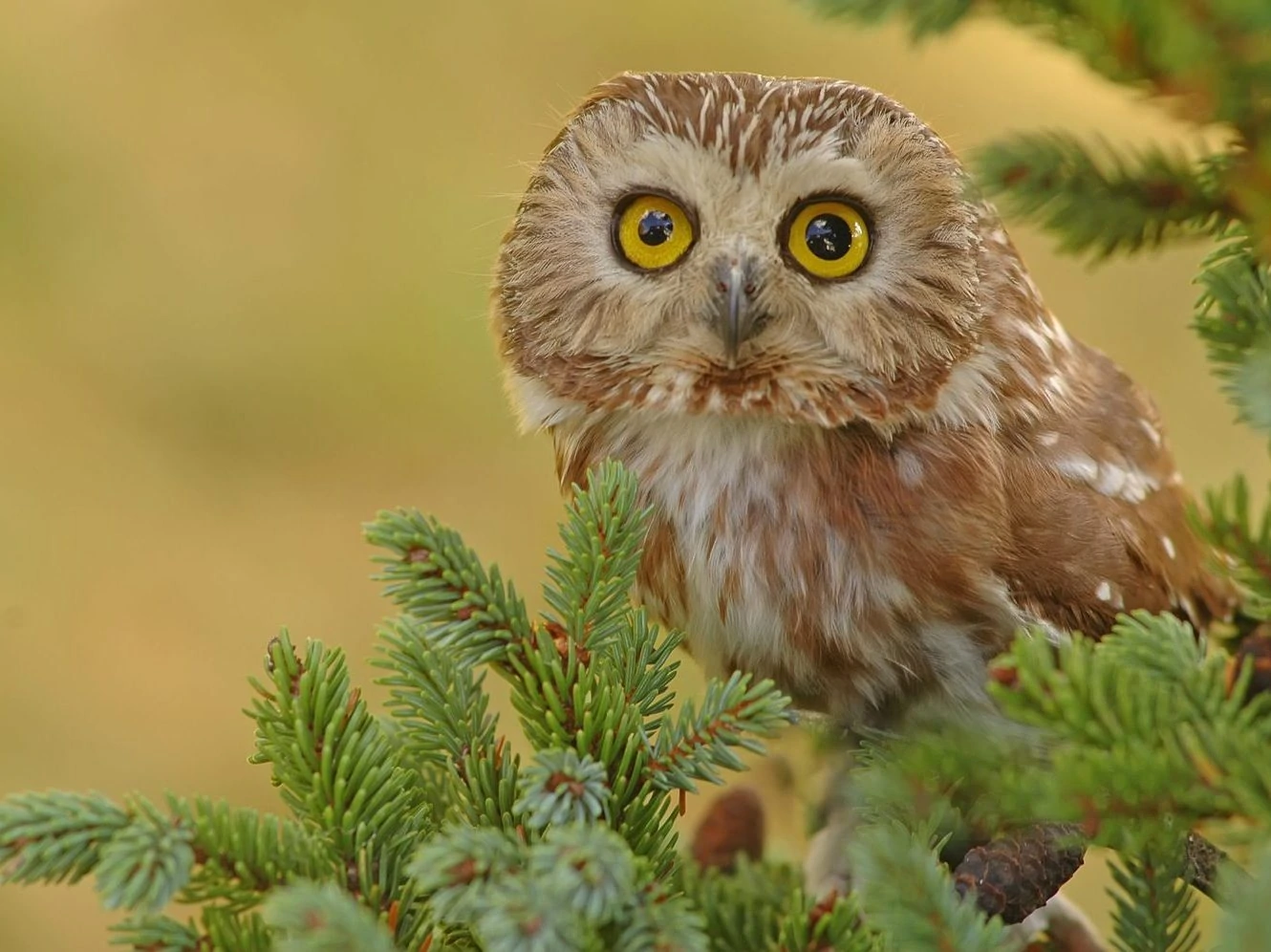 northern saw-whet owl