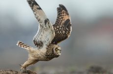 All The Birds Of Prey In New Hampshire And Their Calls