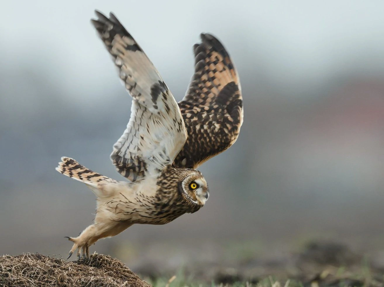 short eared owl