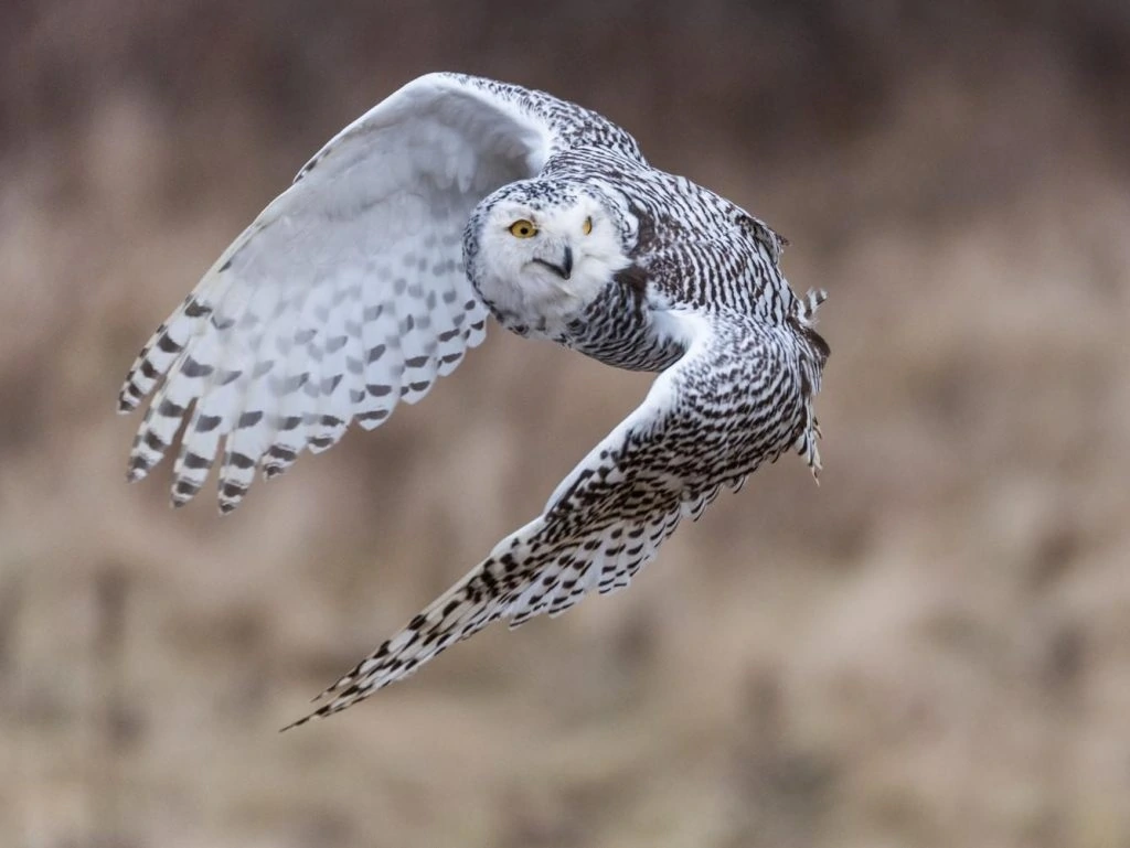 snowy owl flying