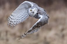 All The Owls In British Columbia And Their Calls