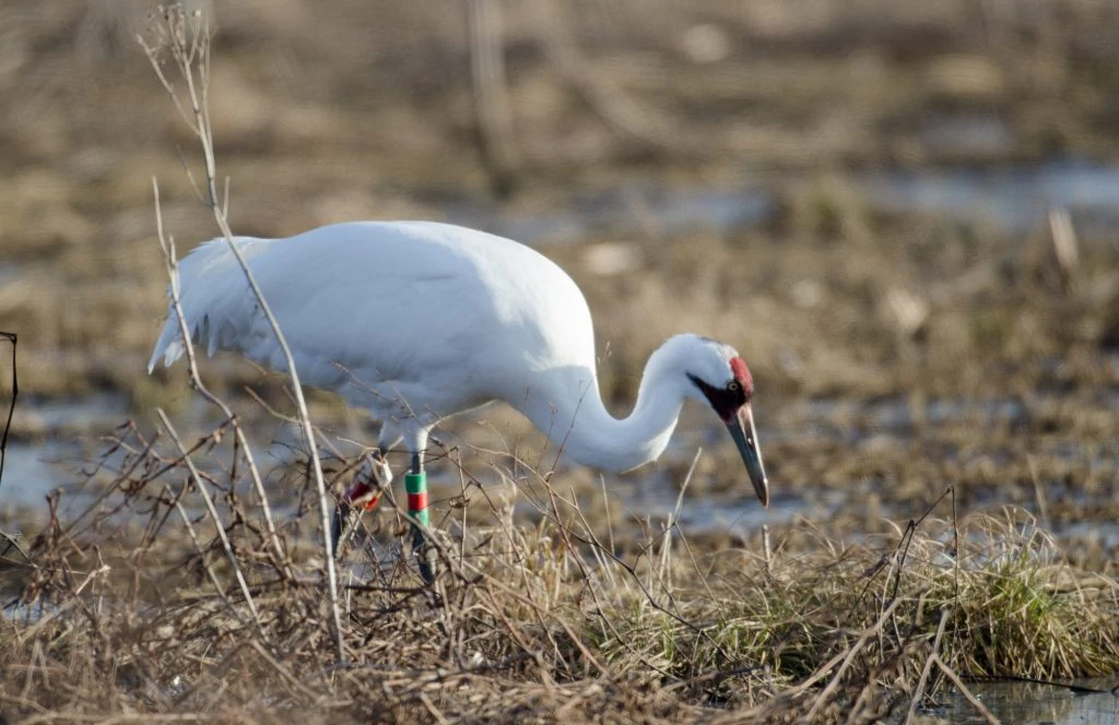 whooping crane