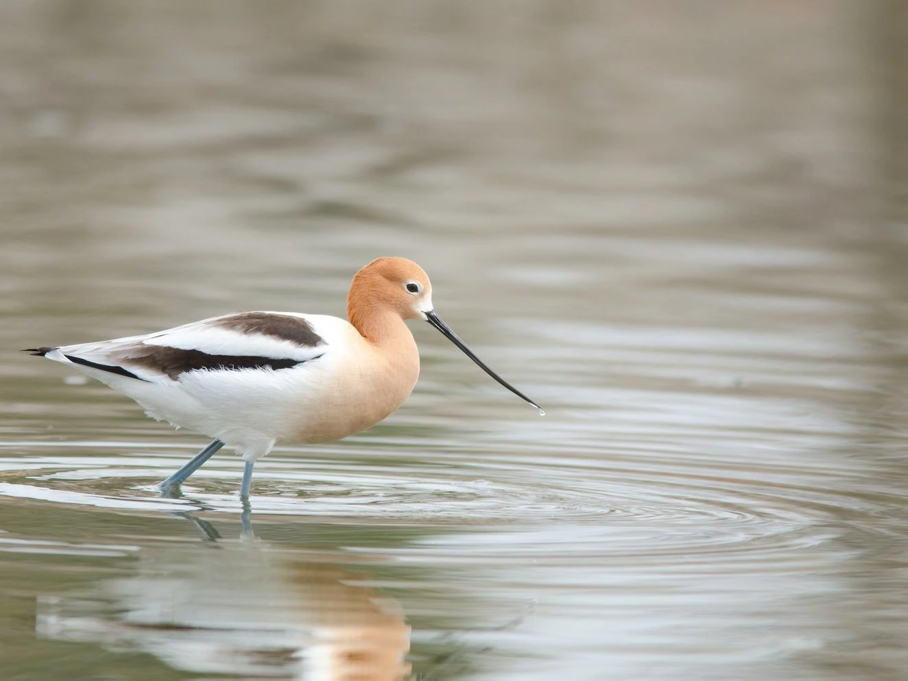 American Avocet - breeding