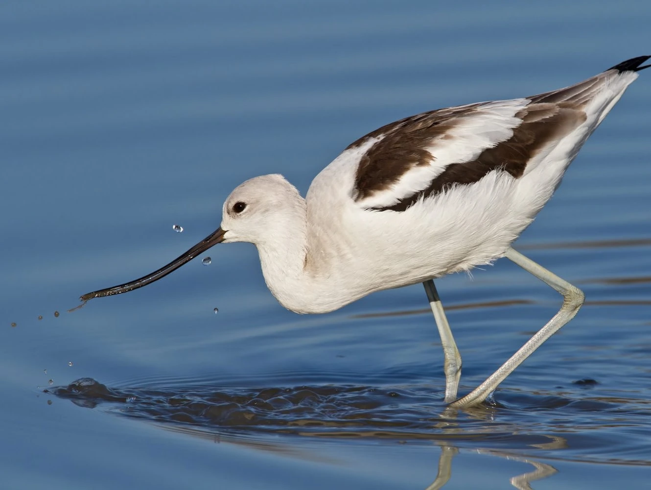 American Avocet - non breeding