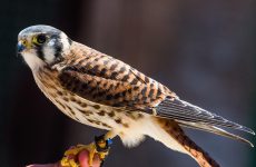 All The Falcons In Canada And Their Calls (ID, Photos, When To Spot)