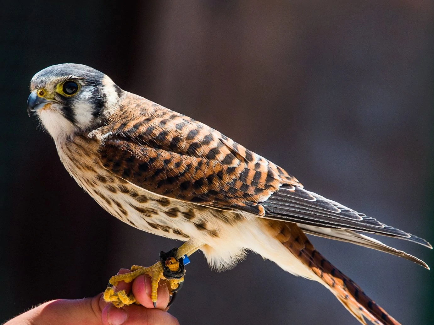 American Kestral Female