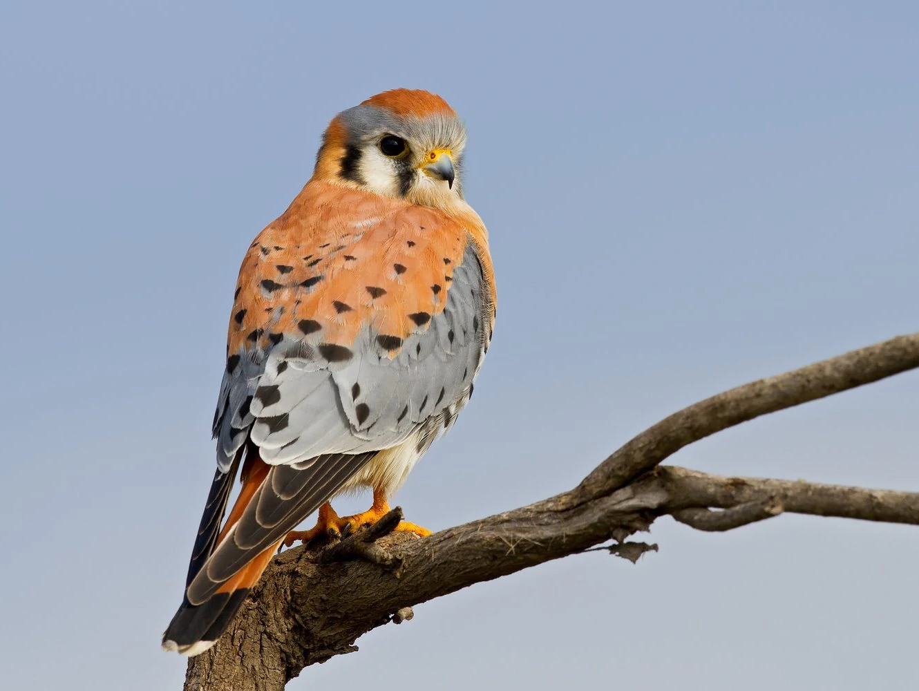 American Kestrel (Falco sparverius)