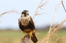 All The Falcons In New Mexico And Their Calls (ID, Photos, When To Spot)