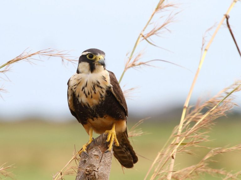 All The Falcons In Arizona And Their Calls (ID, Photos, When To Spot)