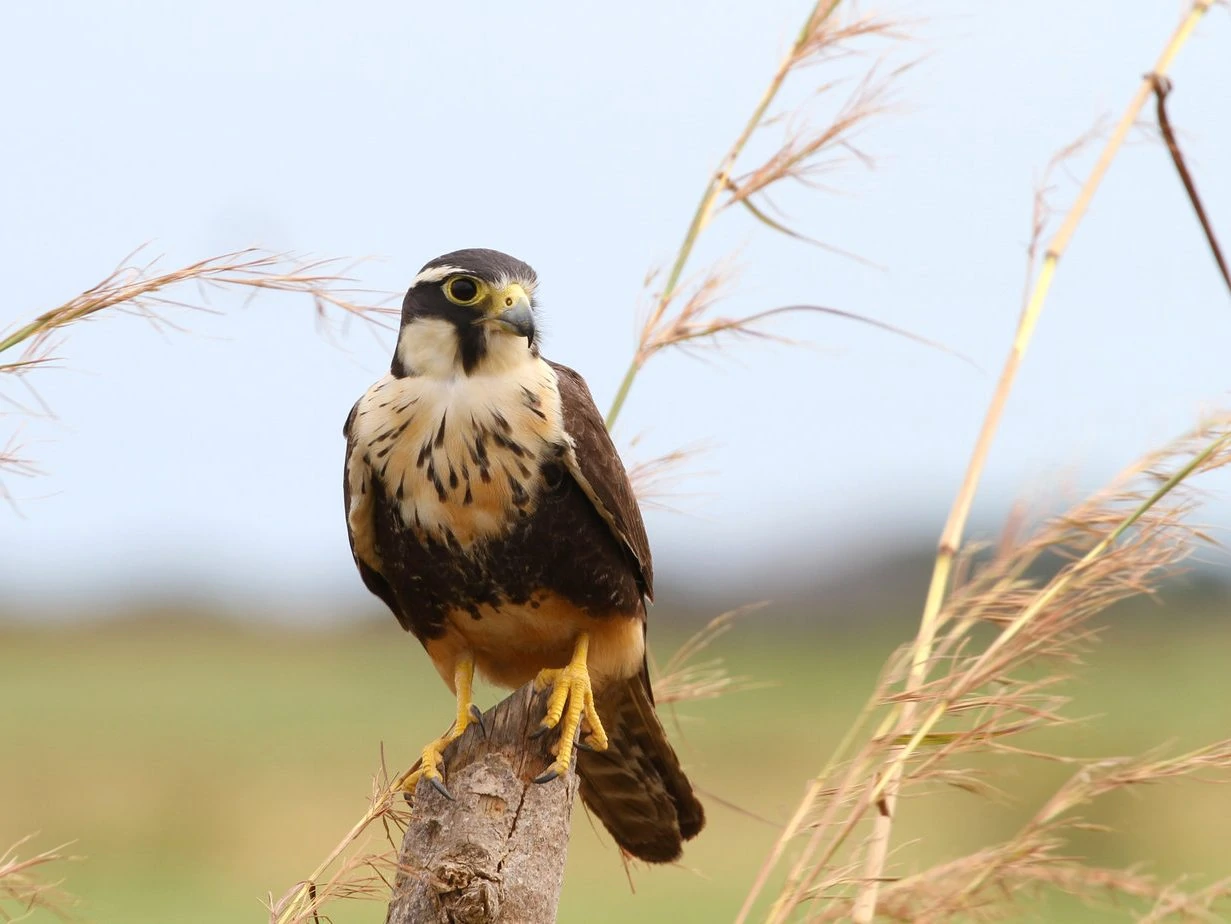 Aplomado Falcon ( Falco femoralis)