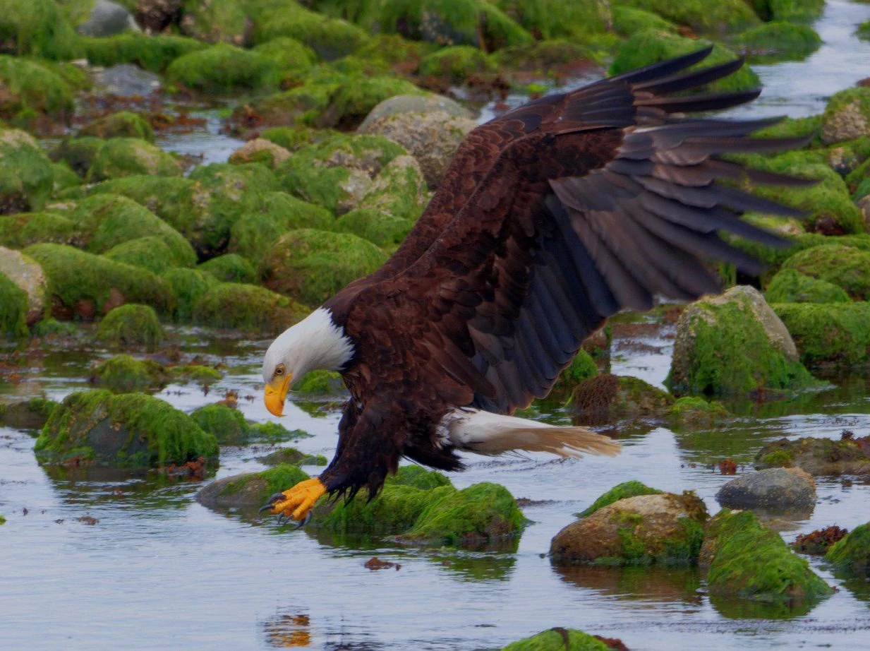 Bald Eagle prey