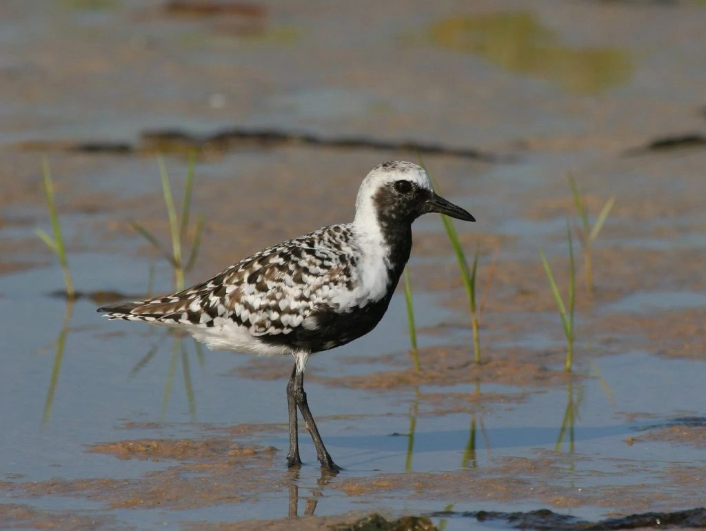 Black-bellied Plover