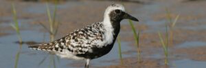 23 Shorebirds In Idaho And Their Calls