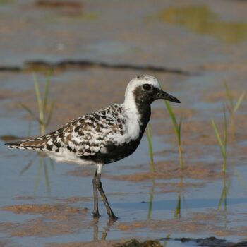 Black-bellied Plover