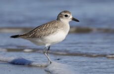 All The Shorebirds In West Virginia And Their Calls
