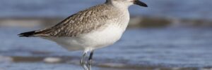 All The Shorebirds In West Virginia And Their Calls